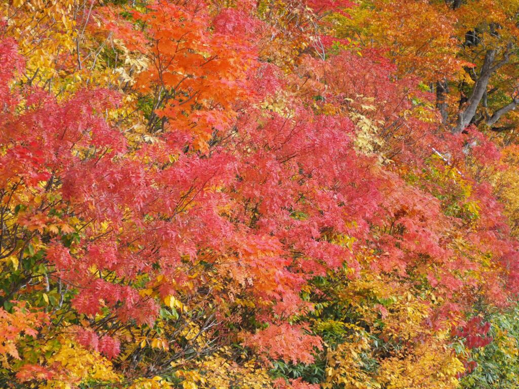 八幡平の紅葉の大絶景 アスピーテラインをドライブして日本の秋の万華鏡に感動した ミズイロノタビ