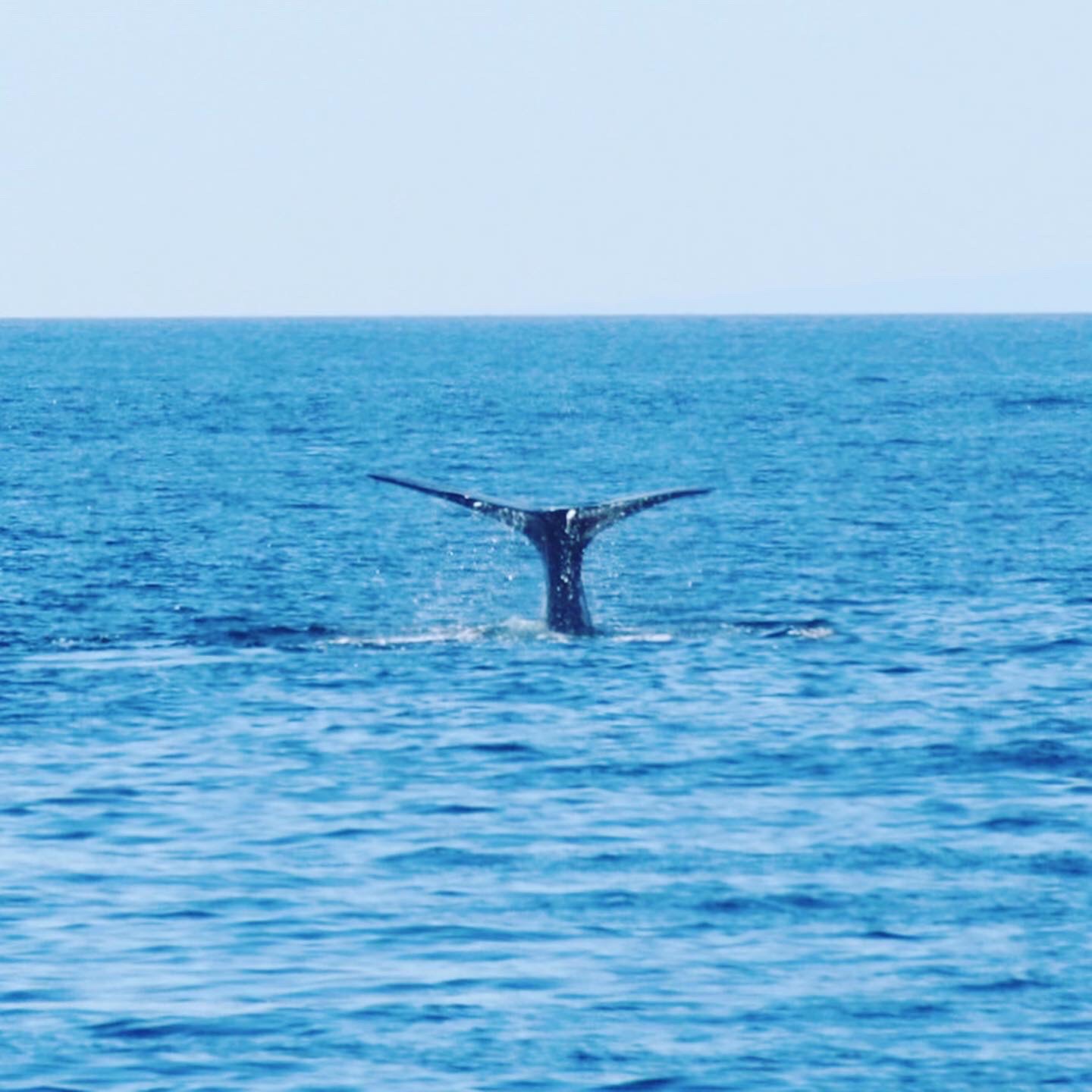 人生初のホエールウォッチング！知床半島羅臼の海で野生のクジラとイルカを目撃した - ミズイロノタビ
