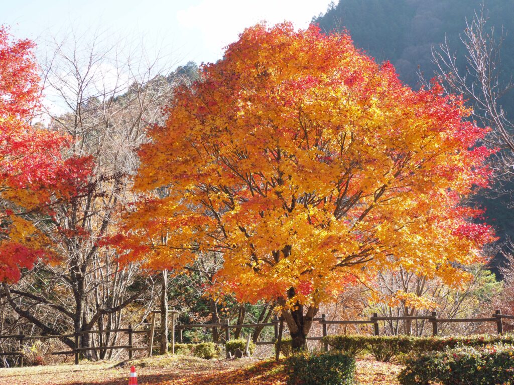 岐阜県の秋の紅葉の絶景 中津川市 付知峡 で見事な不動滝を眺めてきた ミズイロノタビ